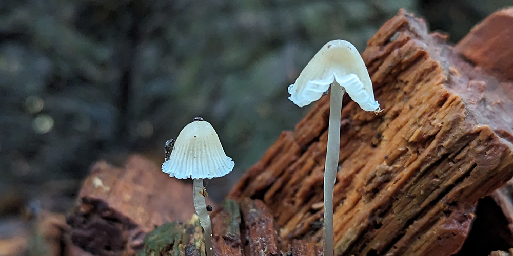 A photo of some fungi growing on the forest floor.